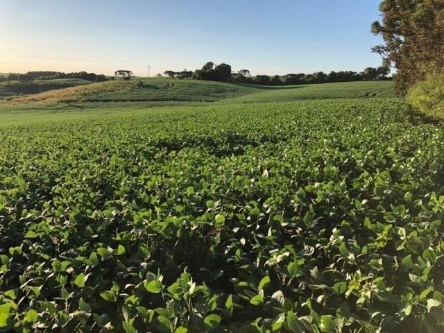 #563 - Chácara para Venda em Campos Novos - SC