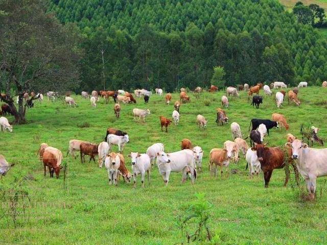 #697 - Fazenda para Venda em Campos Novos - SC - 1