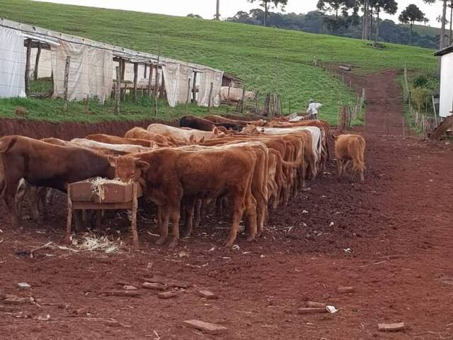 #461 - Fazenda para Venda em Anita Garibaldi - SC - 3