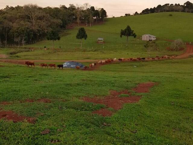 #461 - Fazenda para Venda em Anita Garibaldi - SC - 1